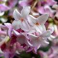 winter daphne,rui xiang,duftender Seidelbas,jinchōge